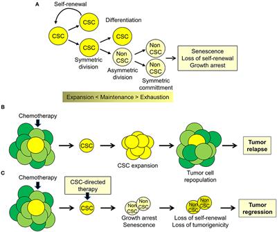 Transcriptional Reprogramming and Novel Therapeutic Approaches for Targeting Prostate Cancer Stem Cells